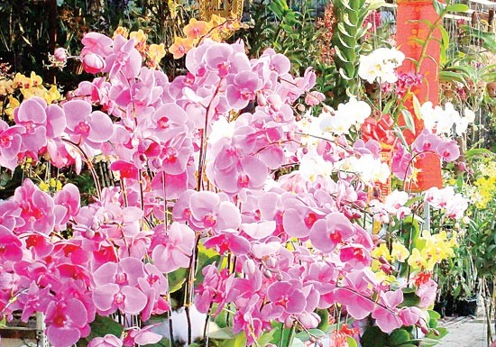 Several orchid varieties are sold in HCMC on February 9 (Photo: SGGP)